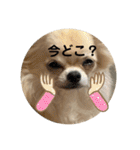 シンプルチワワさん！（個別スタンプ：6）