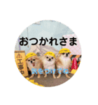 シンプルチワワさん！（個別スタンプ：7）