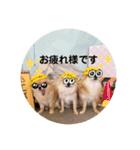 シンプルチワワさん！（個別スタンプ：8）