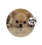 シンプルチワワさん！（個別スタンプ：9）