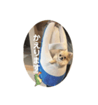 シンプルチワワさん！（個別スタンプ：10）