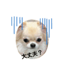 シンプルチワワさん！（個別スタンプ：11）
