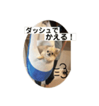 シンプルチワワさん！（個別スタンプ：12）