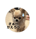 シンプルチワワさん！（個別スタンプ：13）