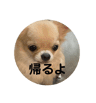 シンプルチワワさん！（個別スタンプ：14）