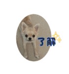 シンプルチワワさん！（個別スタンプ：15）