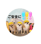 シンプルチワワさん！（個別スタンプ：18）