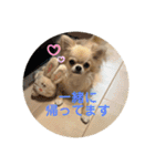 シンプルチワワさん！（個別スタンプ：21）