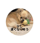 シンプルチワワさん！（個別スタンプ：22）