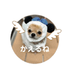 シンプルチワワさん！（個別スタンプ：23）