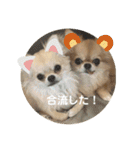 シンプルチワワさん！（個別スタンプ：24）