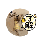 シンプルチワワさん！（個別スタンプ：26）