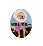シンプルチワワさん！（個別スタンプ：28）