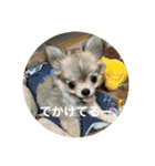 シンプルチワワさん！（個別スタンプ：29）
