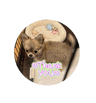 シンプルチワワさん！（個別スタンプ：30）