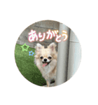 シンプルチワワさん！（個別スタンプ：33）