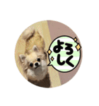 シンプルチワワさん！（個別スタンプ：34）