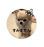 シンプルチワワさん！（個別スタンプ：35）