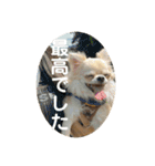 シンプルチワワさん！（個別スタンプ：37）