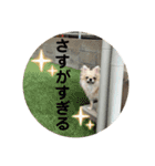 シンプルチワワさん！（個別スタンプ：38）