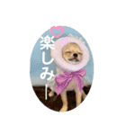 シンプルチワワさん！（個別スタンプ：39）