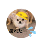 シンプルチワワさん！（個別スタンプ：40）