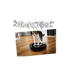 白茶猫シーちゃんのアニメスタンプ（個別スタンプ：3）