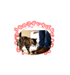 白茶猫シーちゃんのアニメスタンプ（個別スタンプ：6）