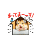 動くハムちゃん 日常（個別スタンプ：2）