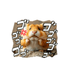 動くハムちゃん 日常（個別スタンプ：8）