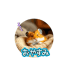動くハムちゃん 日常（個別スタンプ：11）