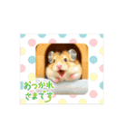 動くハムちゃん 日常（個別スタンプ：13）