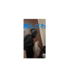 かわはぎのスタンプ1（個別スタンプ：13）