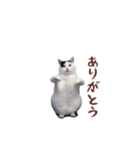 動く！踊る猫ミーム(パート26)（個別スタンプ：2）