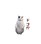 動く！踊る猫ミーム(パート26)（個別スタンプ：4）