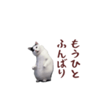 動く！踊る猫ミーム(パート26)（個別スタンプ：6）