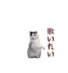 動く！踊る猫ミーム(パート26)（個別スタンプ：7）