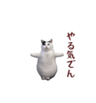 動く！踊る猫ミーム(パート26)（個別スタンプ：8）