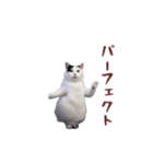 動く！踊る猫ミーム(パート26)（個別スタンプ：11）
