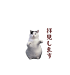 動く！踊る猫ミーム(パート26)（個別スタンプ：12）