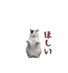 動く！踊る猫ミーム(パート26)（個別スタンプ：13）