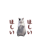 動く！踊る猫ミーム(パート26)（個別スタンプ：14）