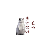 動く！踊る猫ミーム(パート26)（個別スタンプ：15）