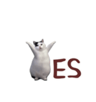 動く！踊る猫ミーム(パート26)（個別スタンプ：16）