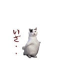 動く！踊る猫ミーム(パート26)（個別スタンプ：18）
