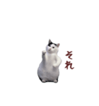 動く！踊る猫ミーム(パート26)（個別スタンプ：19）