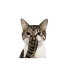 動く！踊る猫ミーム(パート26)（個別スタンプ：24）