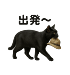 リアルな黒猫の日常表現LINEスタンプ（個別スタンプ：5）