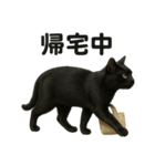 リアルな黒猫の日常表現LINEスタンプ（個別スタンプ：7）
