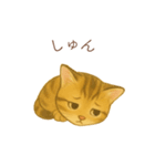 子猫のとらの日常スタンプ（個別スタンプ：33）